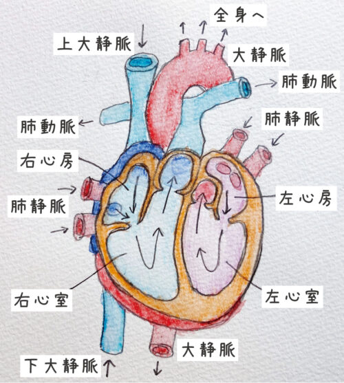 心臓のイラスト