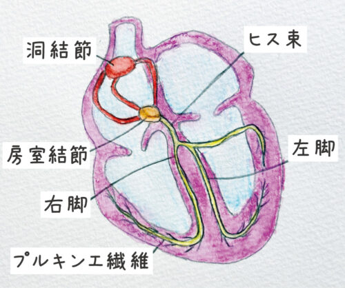 心臓のイラスト